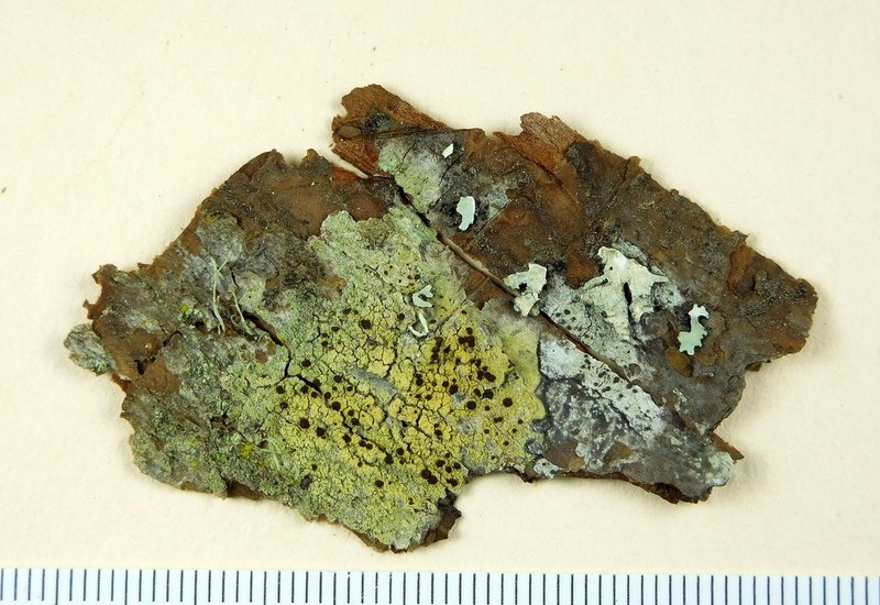 Pyrrhospora Lichen photo 8