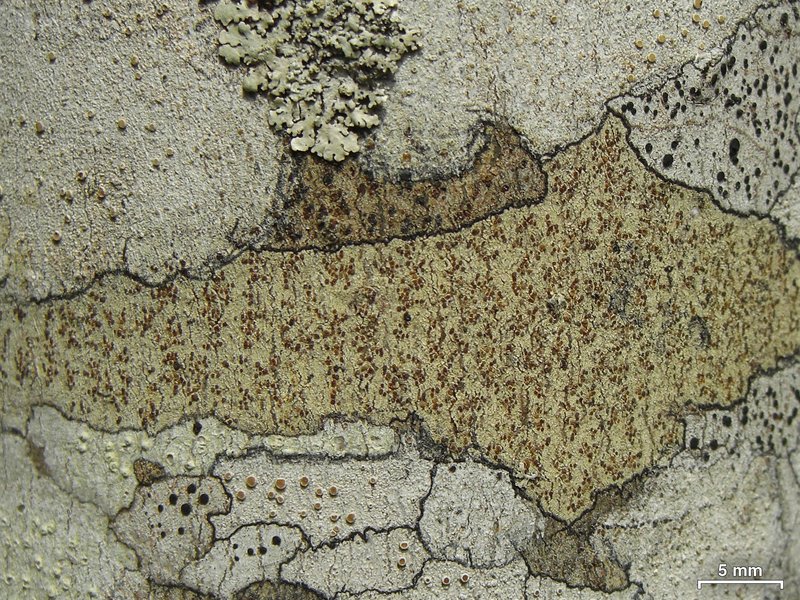 Pyrrhospora Lichen