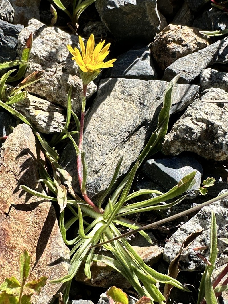 Alpineflames photo 6