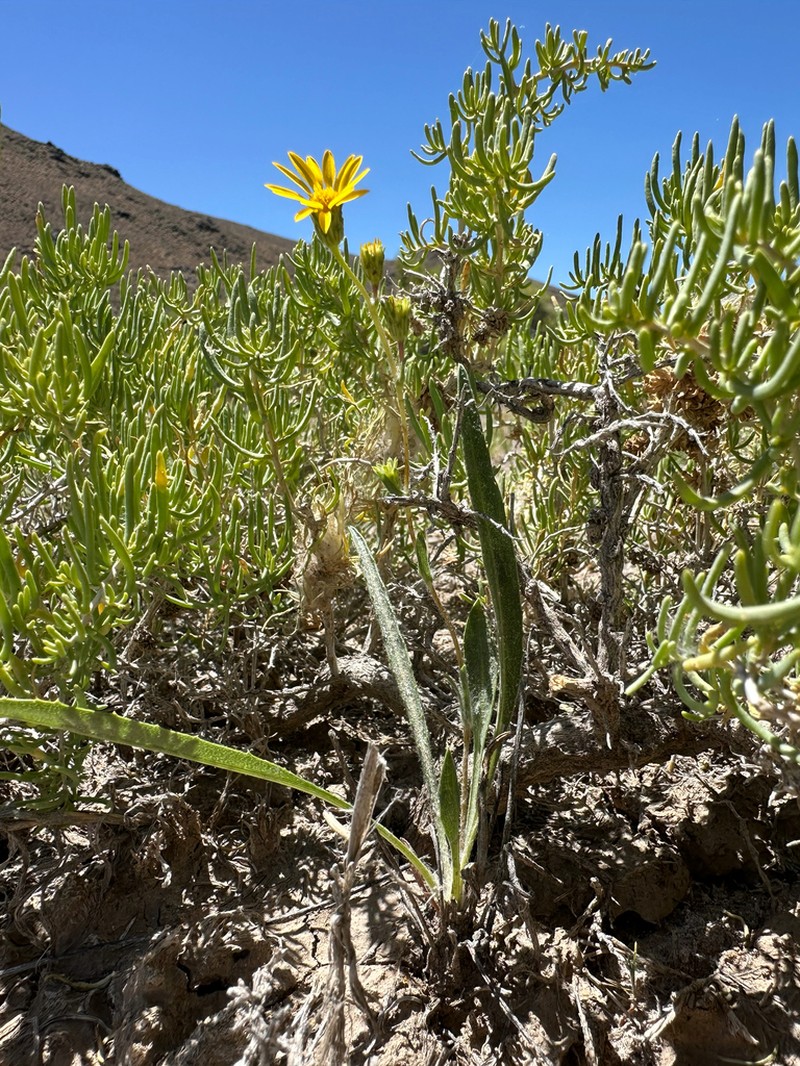 Pyrrocoma brachycephala
