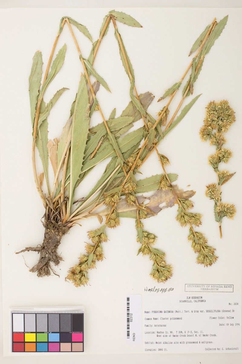 Pyrrocoma brachycephala photo 3
