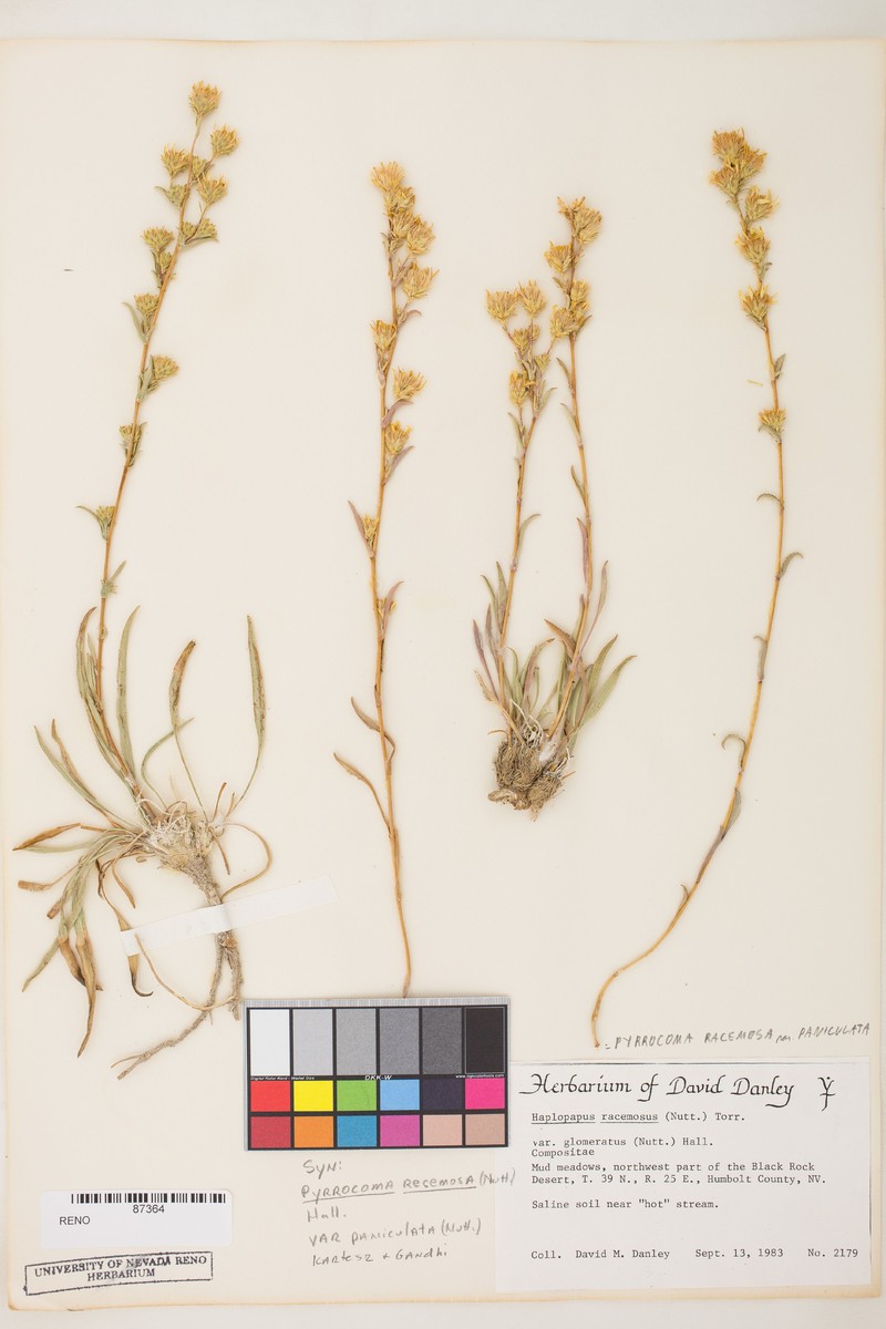 Pyrrocoma brachycephala photo 4
