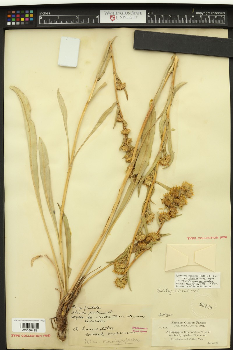 Pyrrocoma brachycephala photo 5