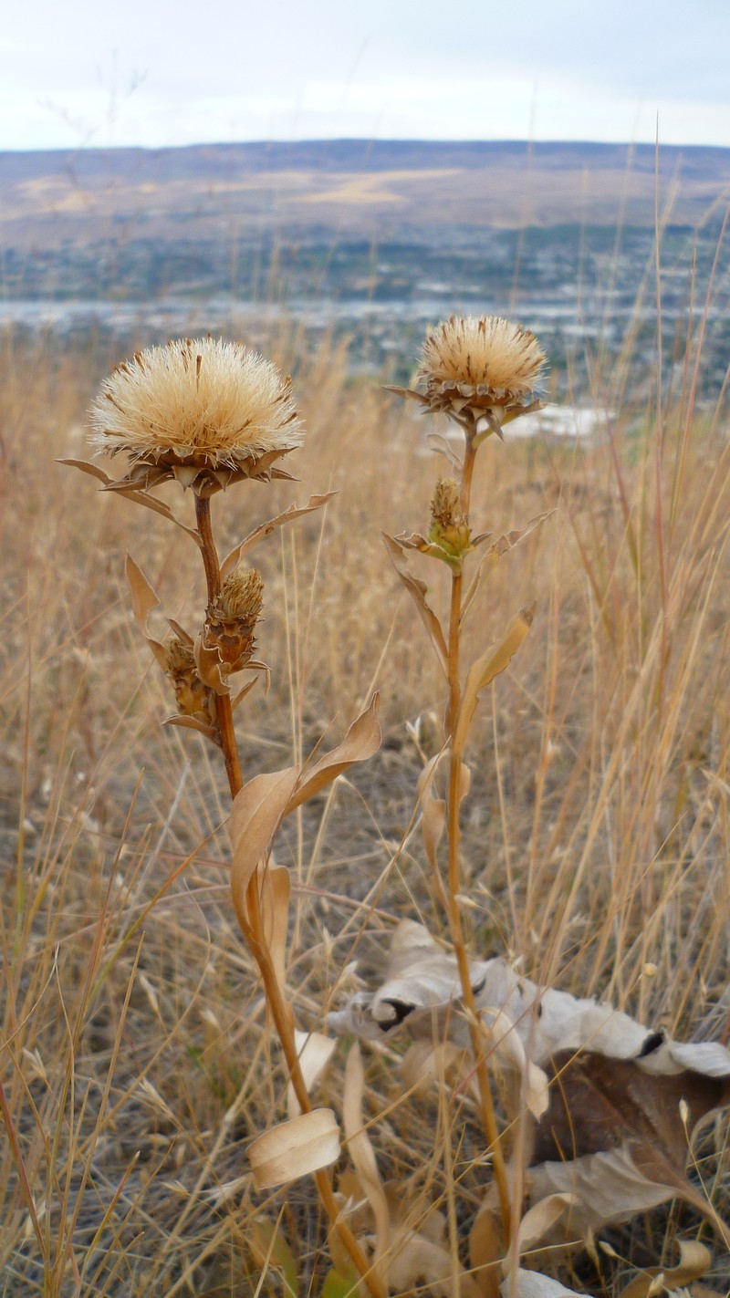 Largeflower Goldenweed