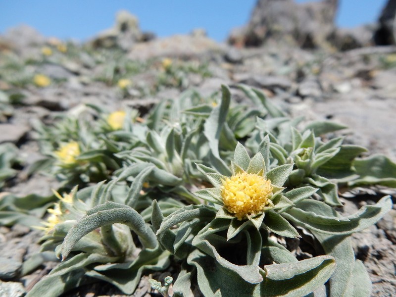 Largeflower Goldenweed photo 2