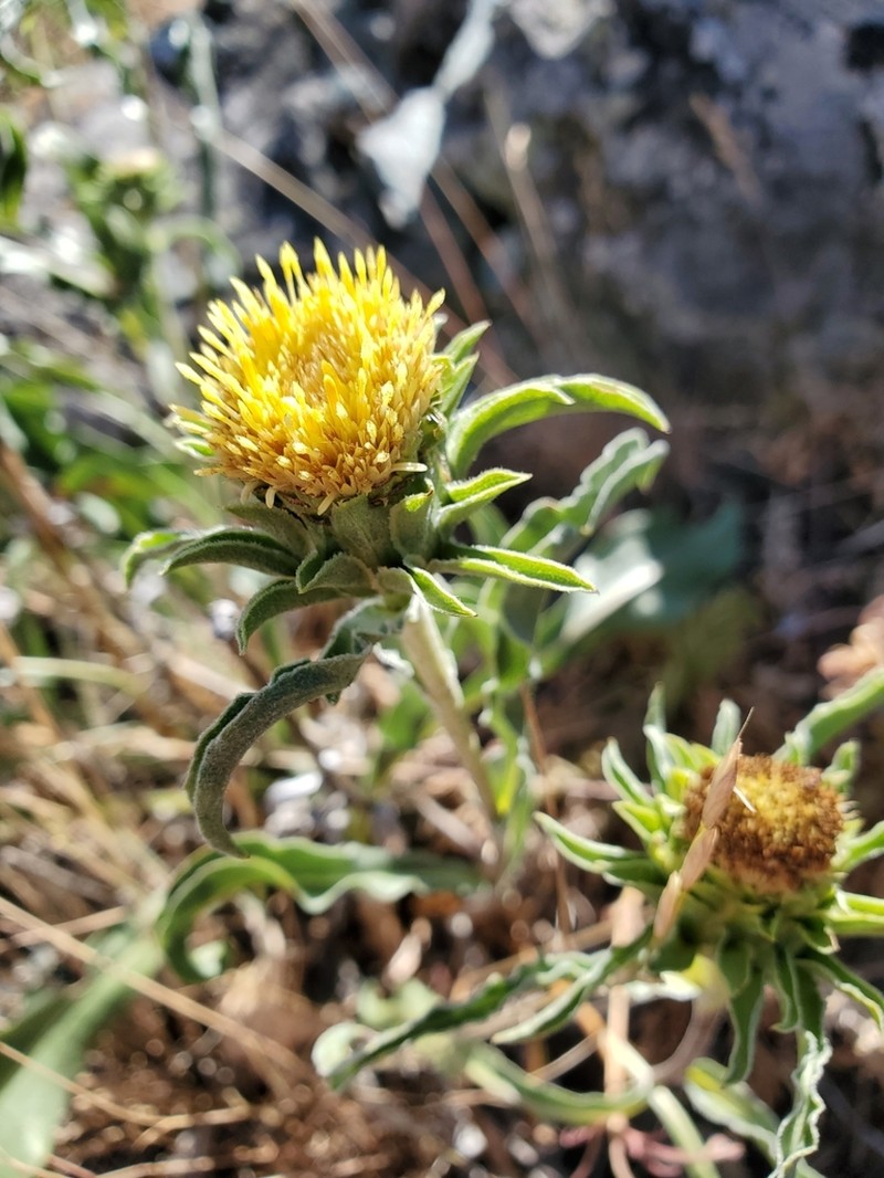 Largeflower Goldenweed photo 3