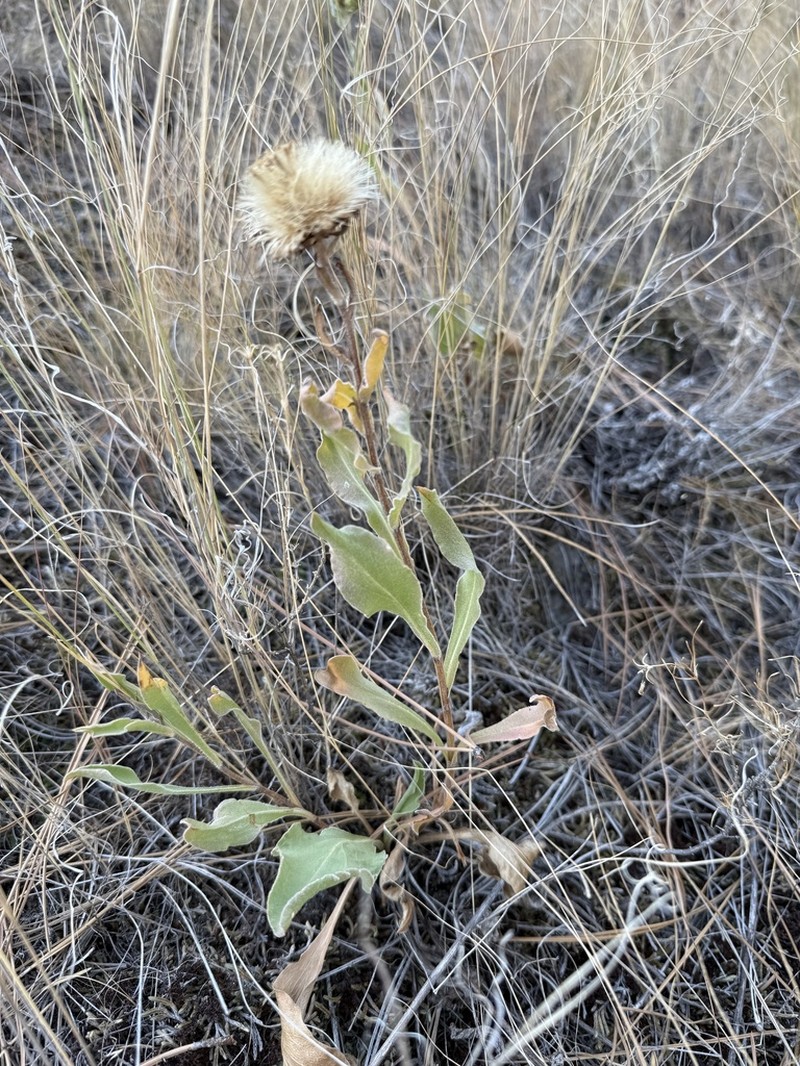 Largeflower Goldenweed photo 4