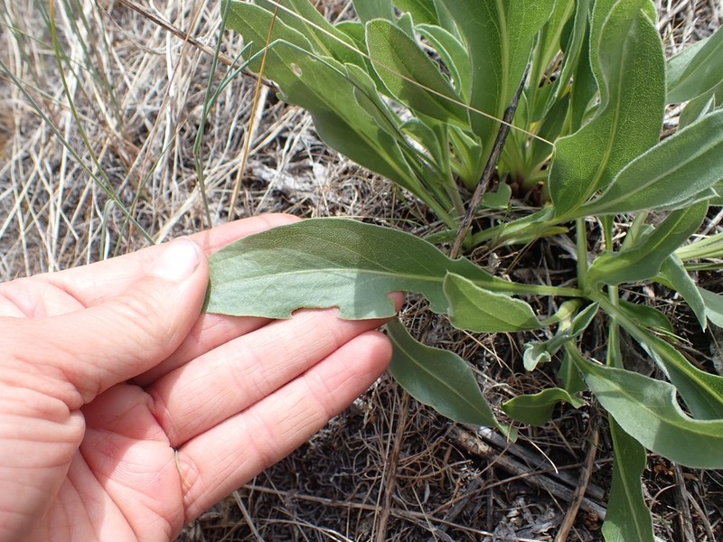 Largeflower Goldenweed photo 5