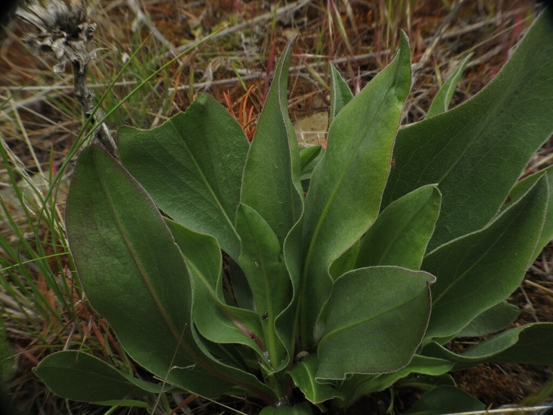 Largeflower Goldenweed photo 6