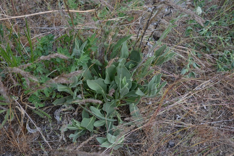 Largeflower Goldenweed photo 7