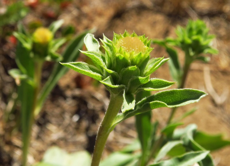 Pyrrocoma carthamoides var. carthamoides