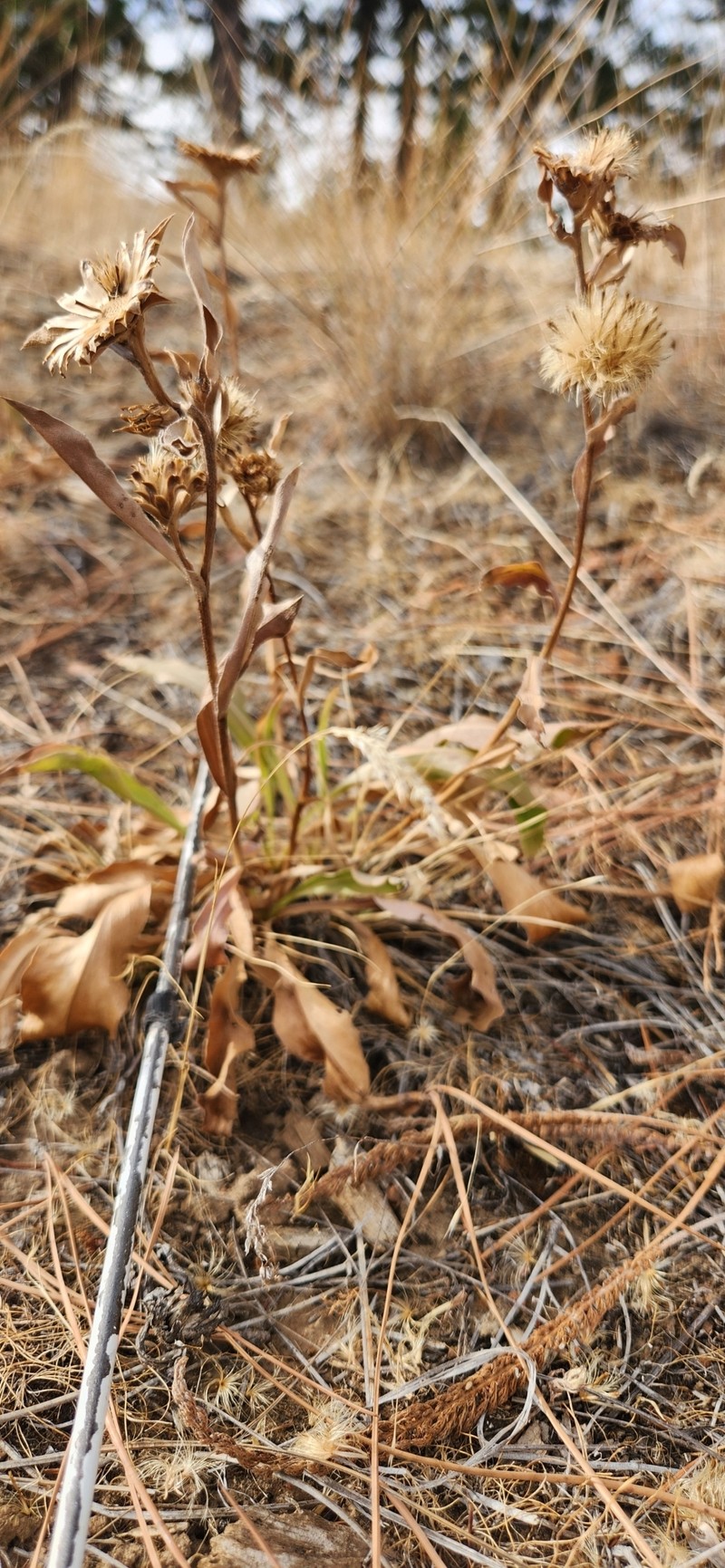 Pyrrocoma carthamoides var. carthamoides photo 2