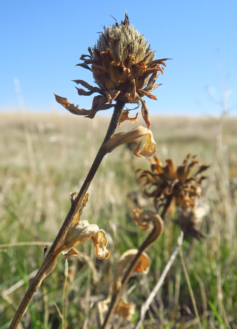 Pyrrocoma carthamoides var. carthamoides photo 3