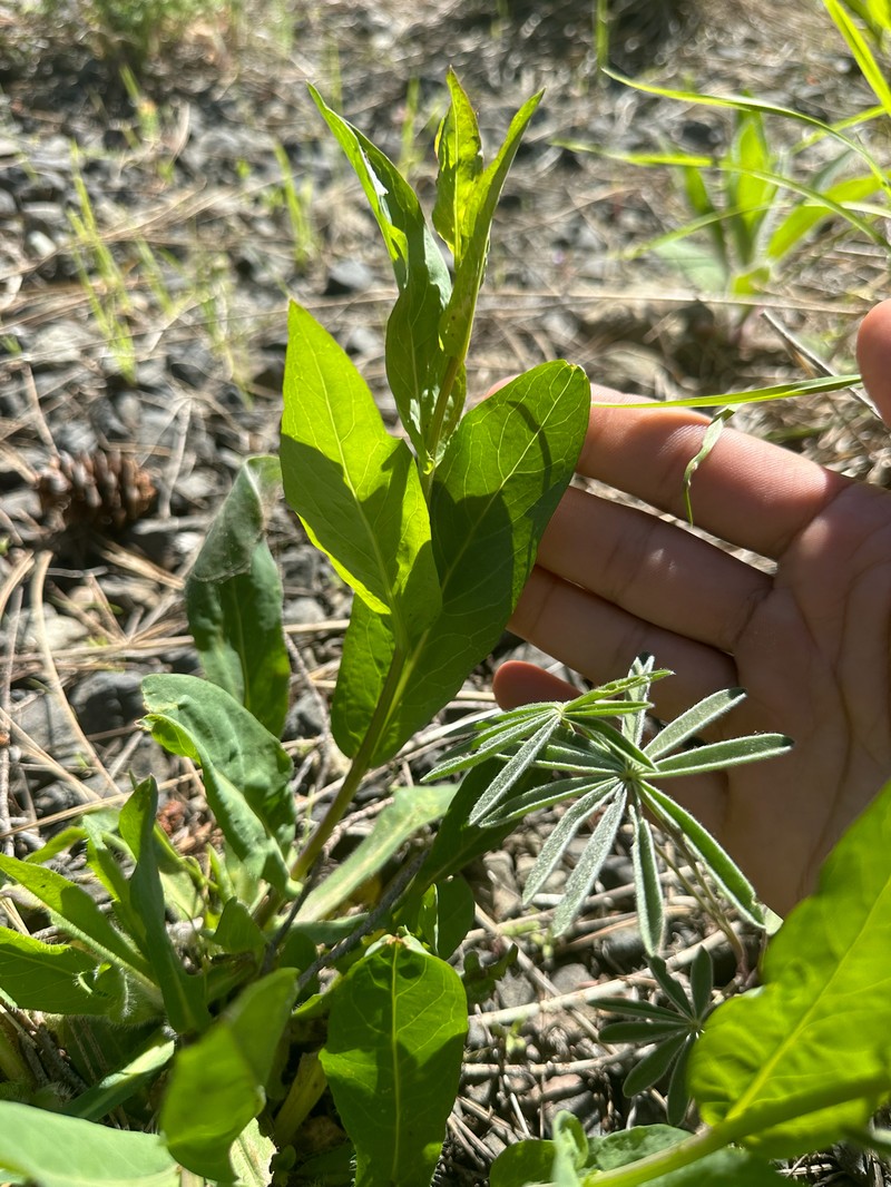 Pyrrocoma carthamoides var. carthamoides photo 4