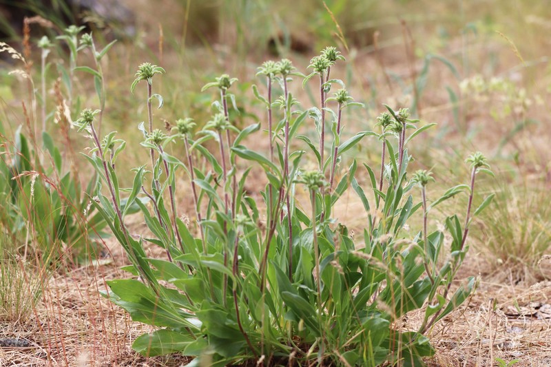 Pyrrocoma carthamoides var. carthamoides photo 5