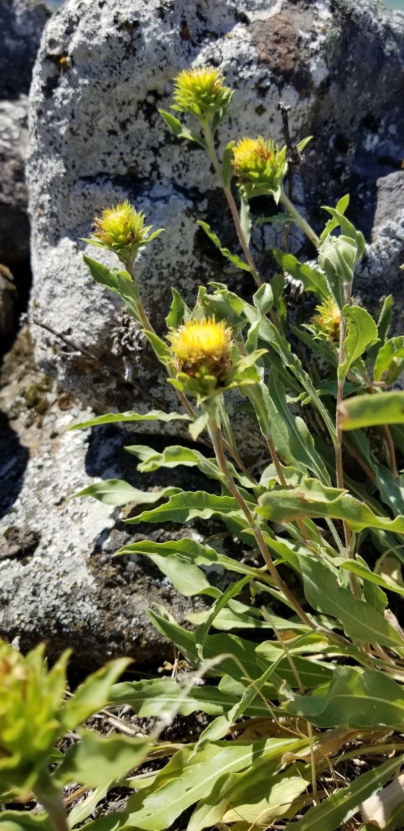 Pyrrocoma carthamoides var. carthamoides photo 6