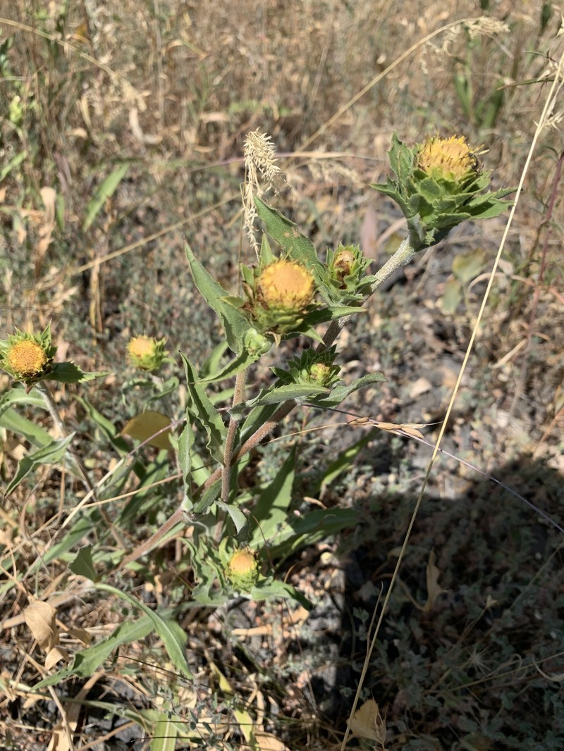Pyrrocoma carthamoides var. carthamoides photo 7