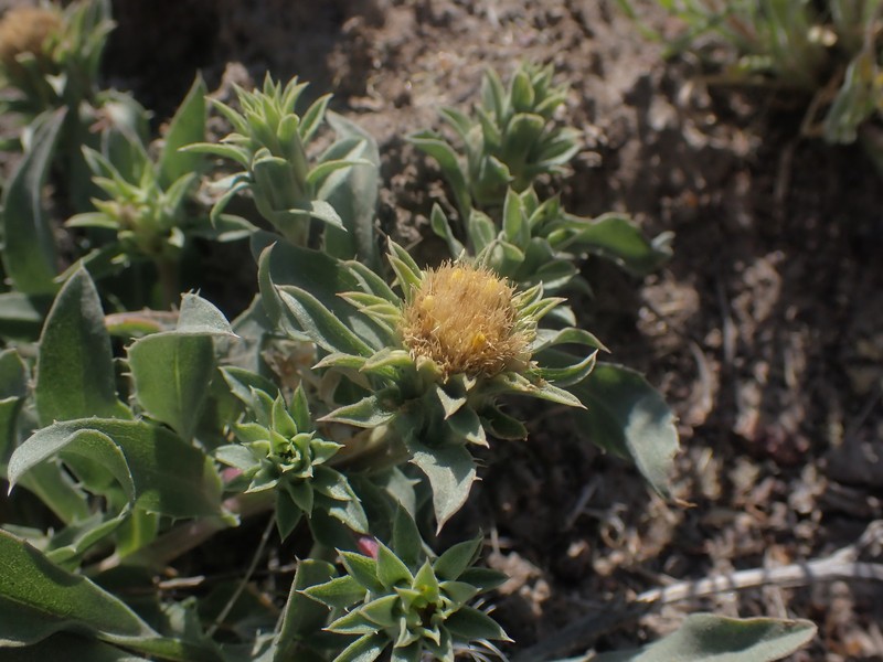 Pyrrocoma carthamoides var. cusickii