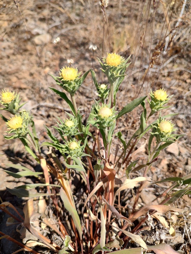 Pyrrocoma carthamoides var. cusickii photo 2