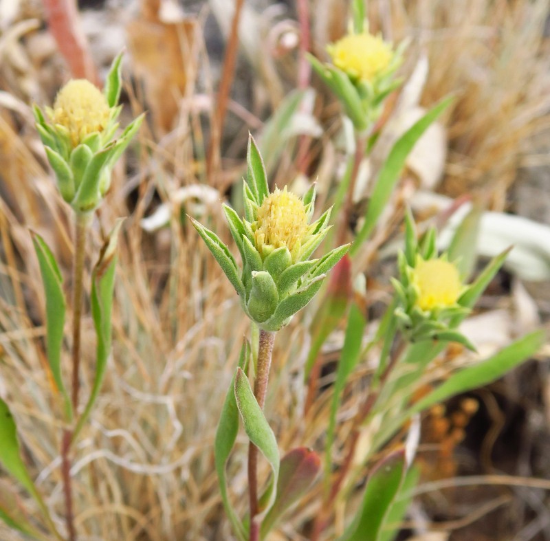 Pyrrocoma carthamoides var. cusickii photo 3