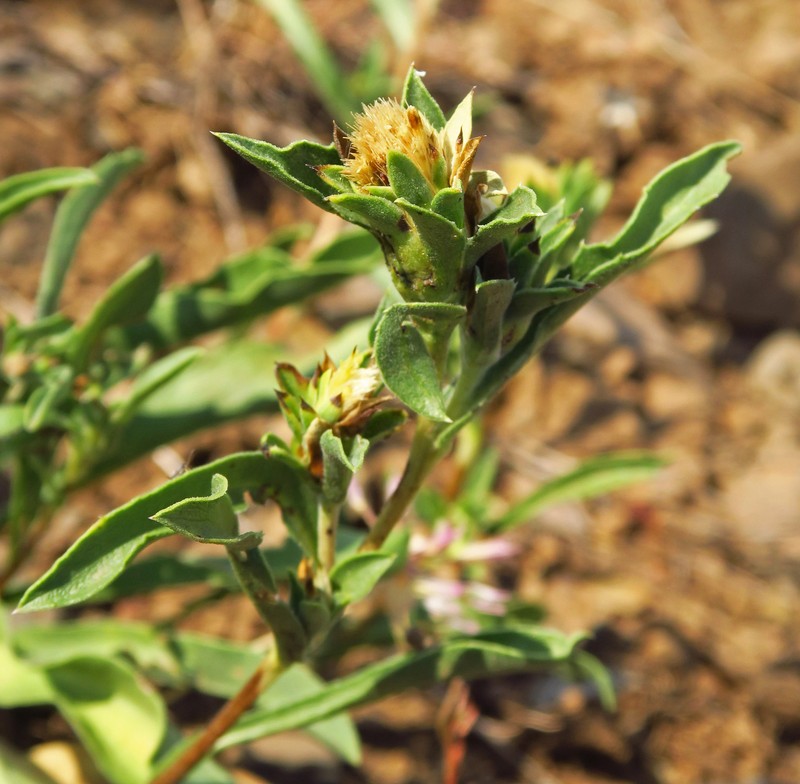 Pyrrocoma carthamoides var. cusickii photo 4