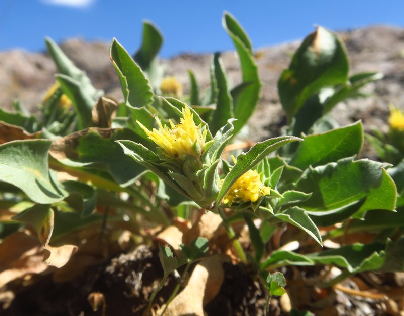 Pyrrocoma carthamoides var. cusickii photo 5