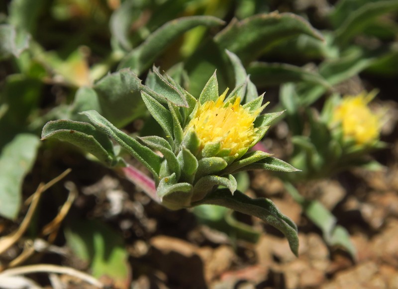 Pyrrocoma carthamoides var. cusickii photo 6
