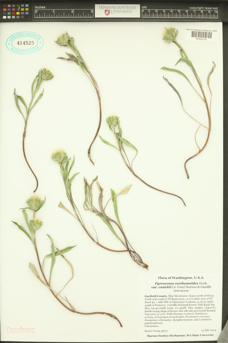 Pyrrocoma carthamoides var. cusickii photo 7