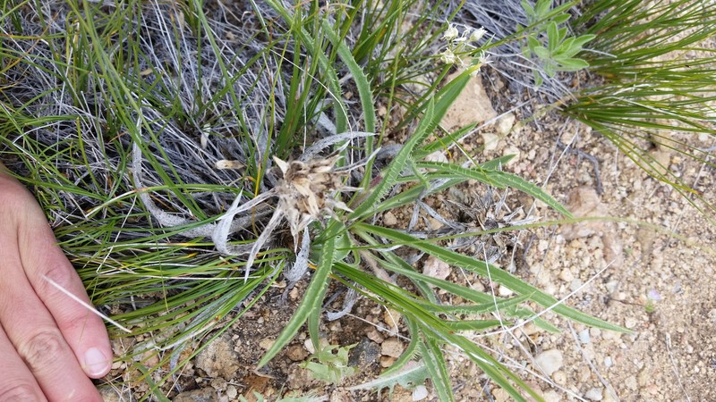 Pyrrocoma carthamoides var. subsquarrosa