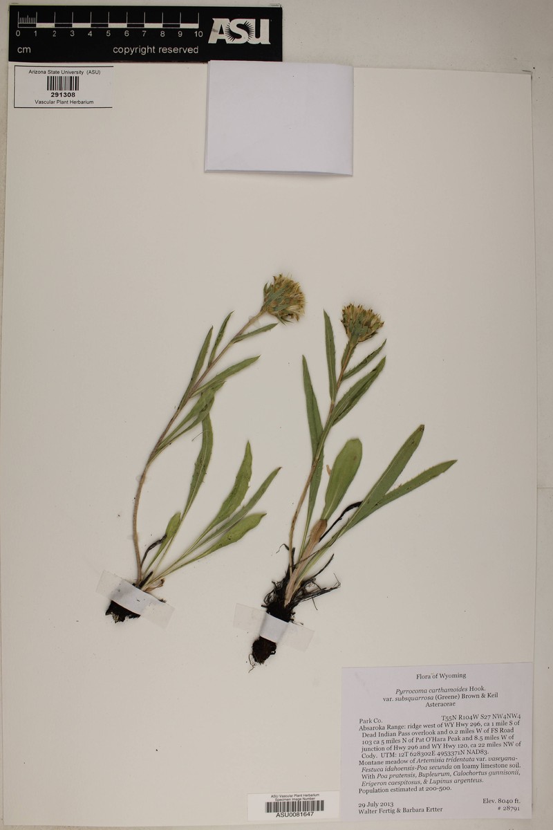Pyrrocoma carthamoides var. subsquarrosa photo 2