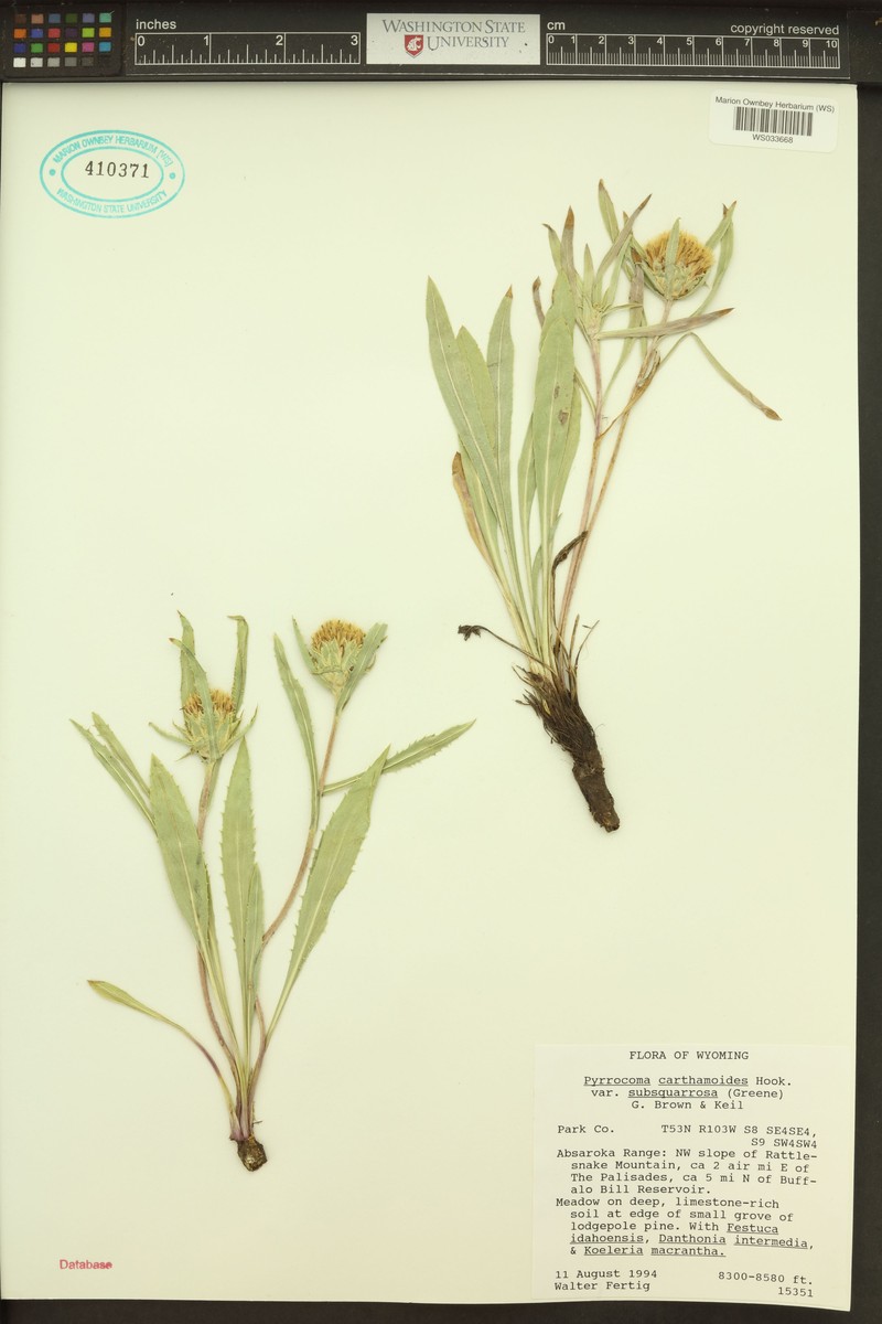 Pyrrocoma carthamoides var. subsquarrosa photo 3