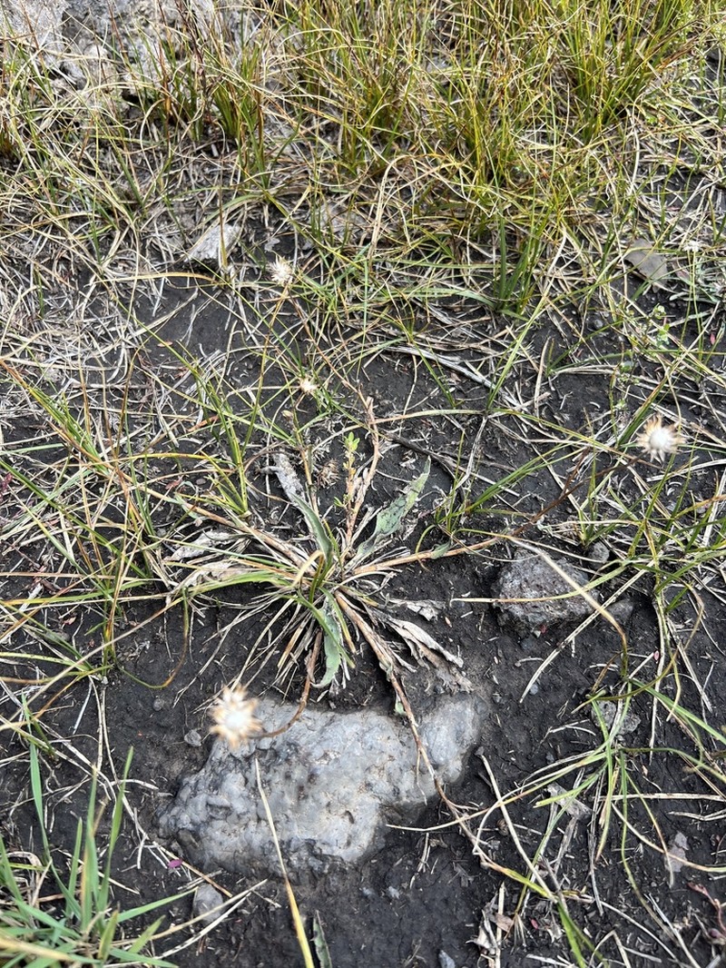 Pyrrocoma cheiranthifolia photo 4