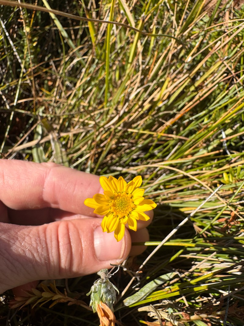Pyrrocoma cheiranthifolia