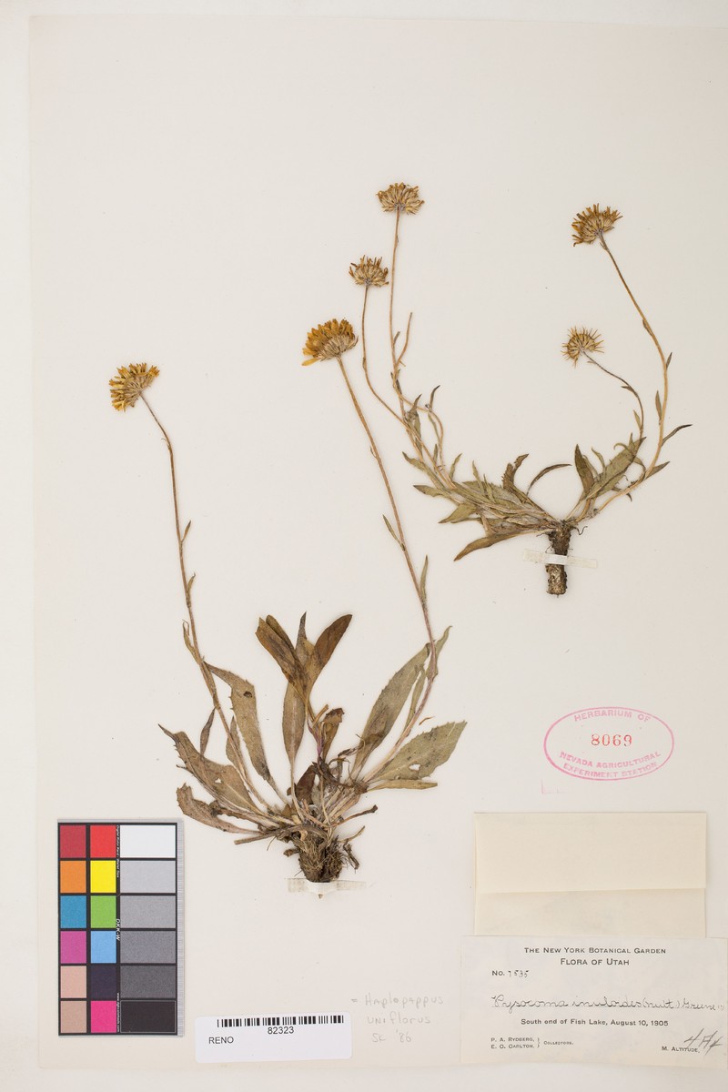 Pyrrocoma cheiranthifolia photo 3