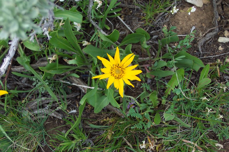 Tranquil Goldenweed