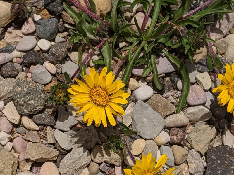Tranquil Goldenweed photo 2