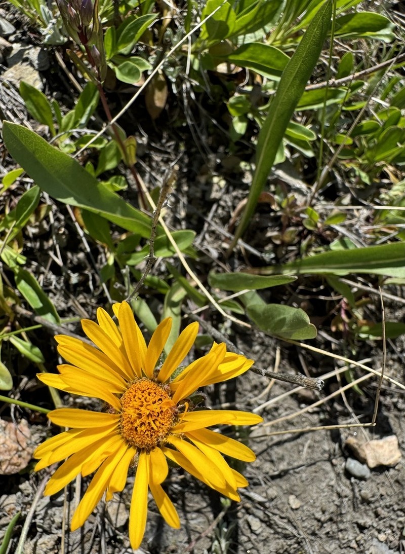 Tranquil Goldenweed photo 3