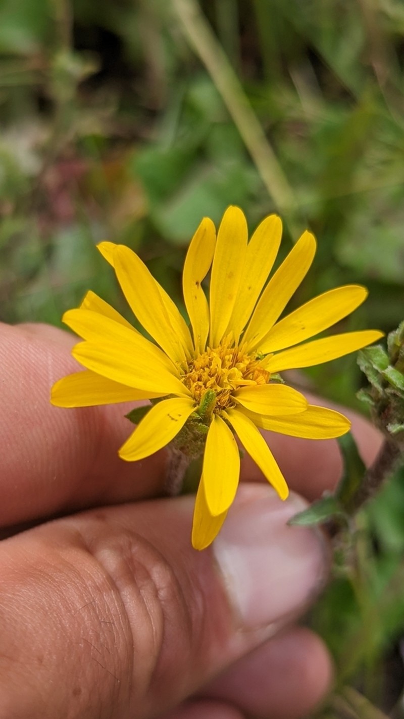 Tranquil Goldenweed photo 4