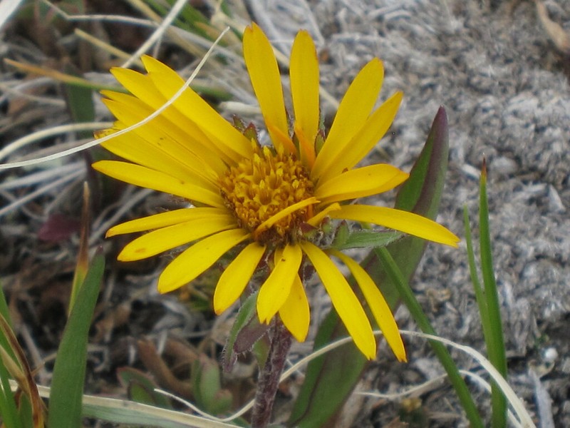Tranquil Goldenweed photo 6
