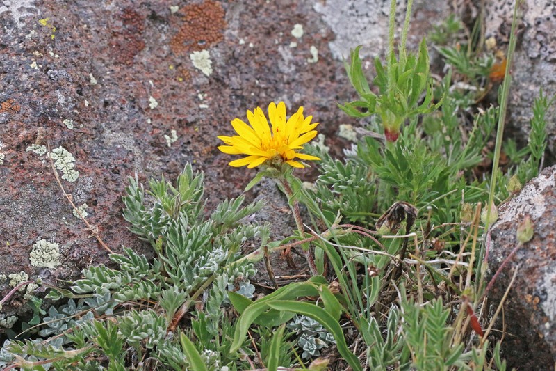 Tranquil Goldenweed photo 7