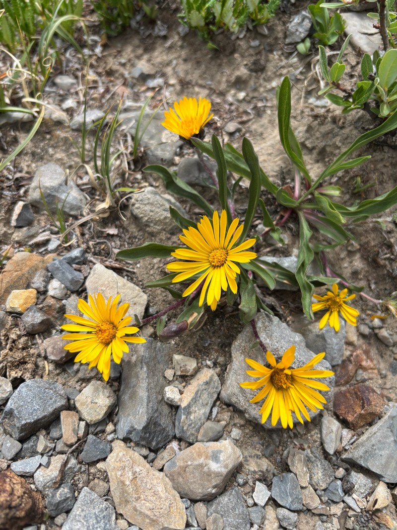 Pyrrocoma clementis var. clementis