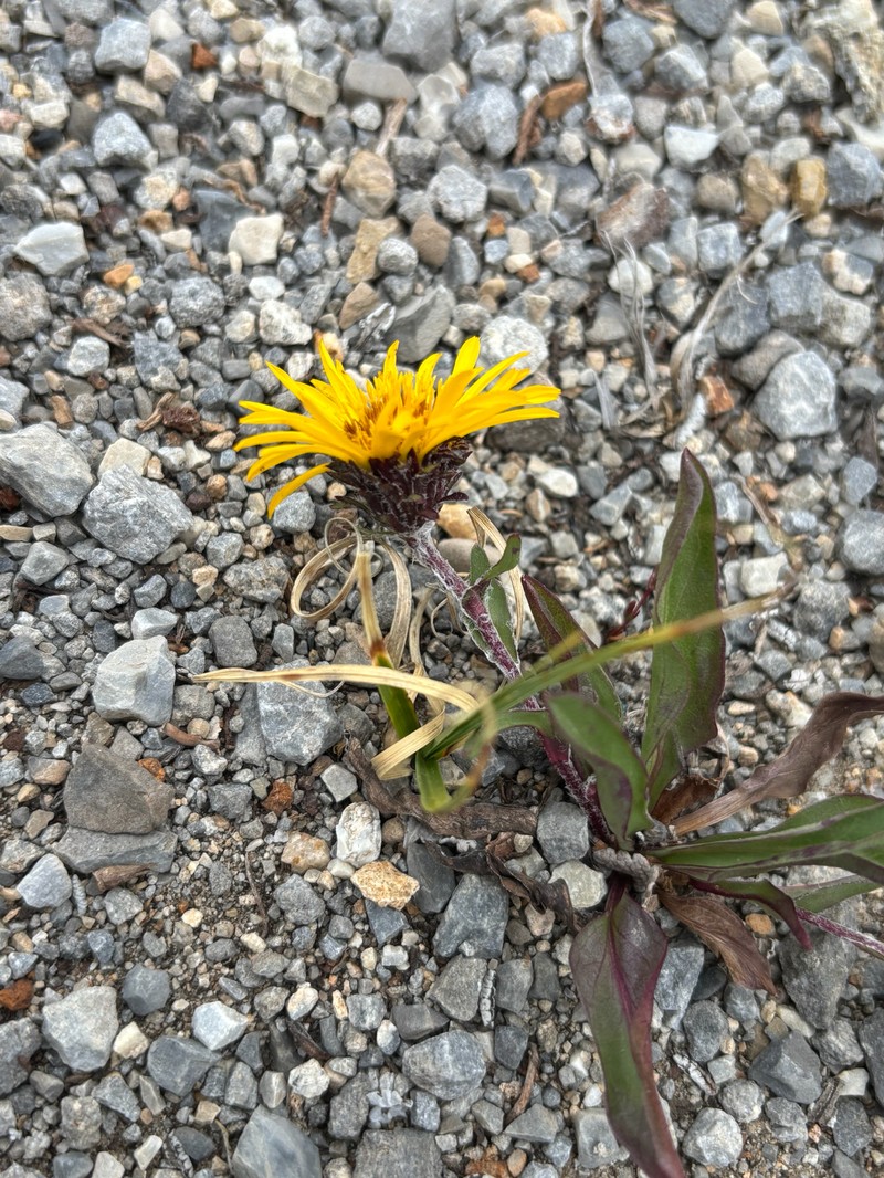 Pyrrocoma clementis var. clementis photo 2