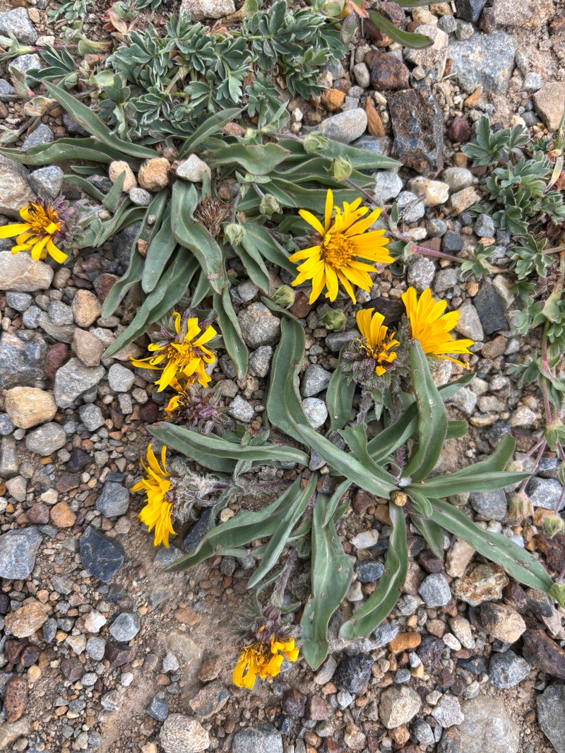 Pyrrocoma clementis var. clementis photo 3