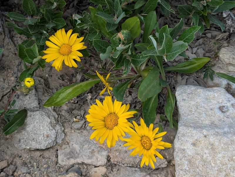 Pyrrocoma clementis var. clementis photo 4