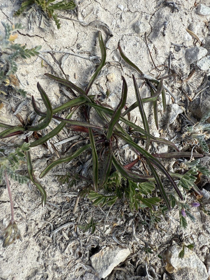 Pyrrocoma clementis var. clementis photo 5