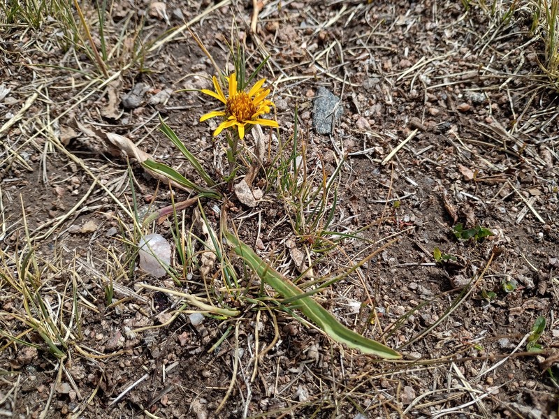 Pyrrocoma clementis var. clementis photo 6