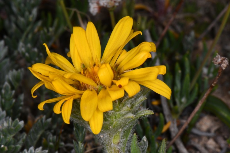 Pyrrocoma clementis var. clementis photo 8