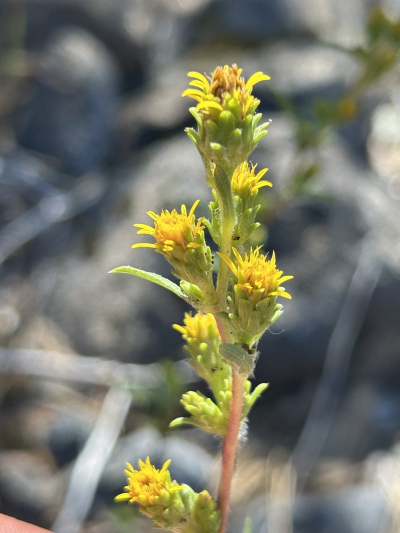 Pyrrocoma congesta