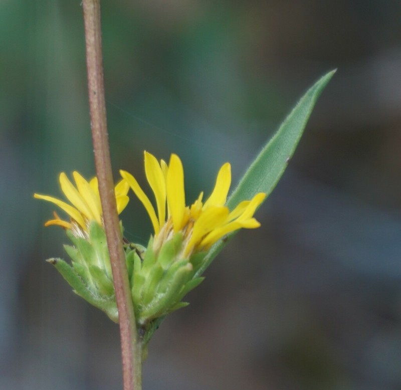 Pyrrocoma congesta photo 2