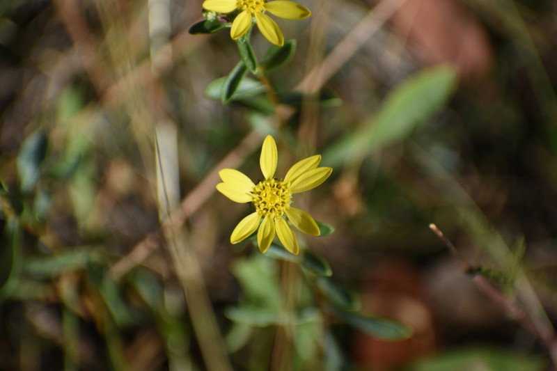 Pyrrocoma congesta photo 3